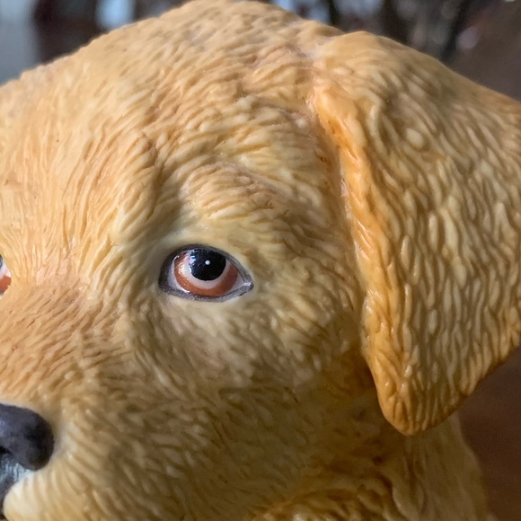 Lenox Yellow Labrador Retriever - Picture 12 of 14